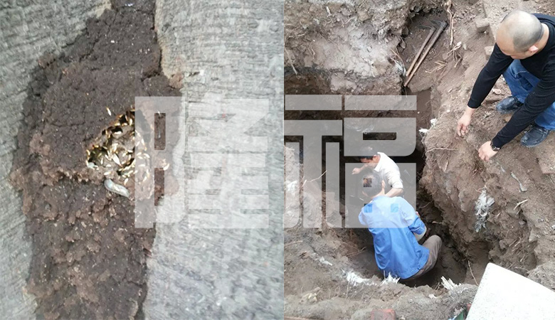 白蟻防治現(xiàn)場(chǎng)