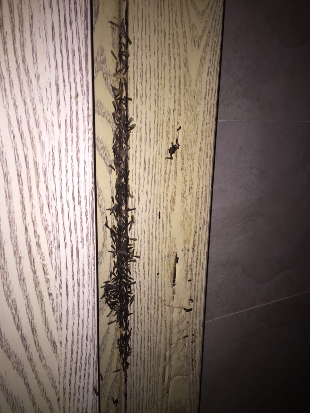 白蟻防治現(xiàn)場(chǎng)