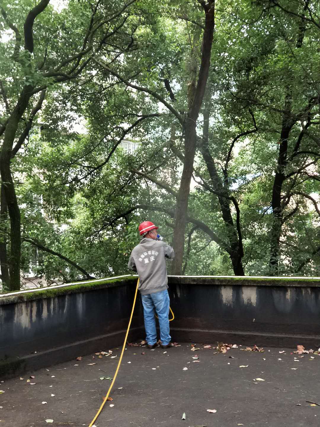 害蟲(chóng)防控現(xiàn)場(chǎng)