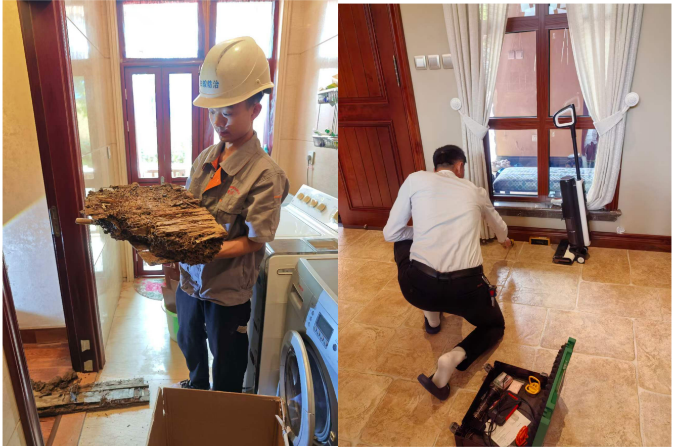 家庭除白蟻現場